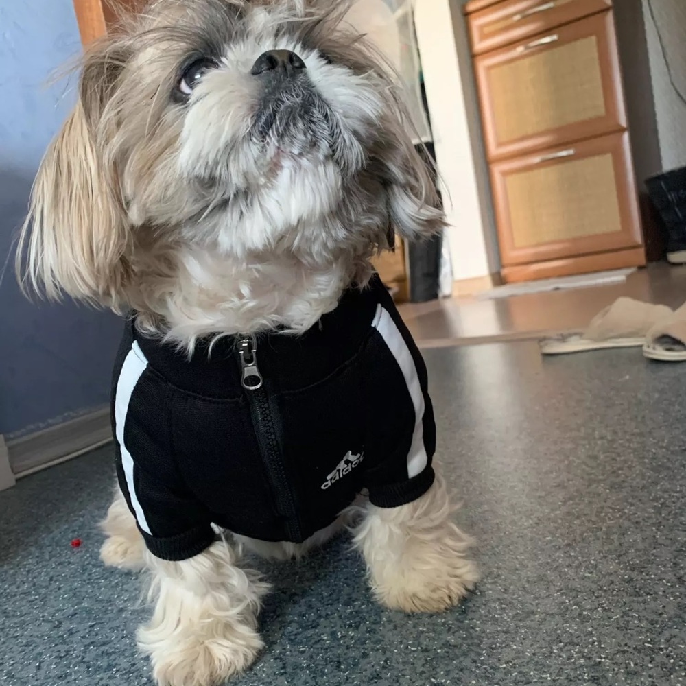 Adidog Black Jacket - Picture 5 of 8